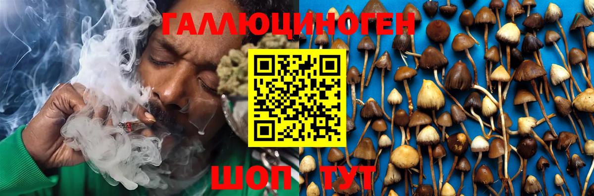 Галлюциногенные грибы Psilocybine cubensis Пушкино